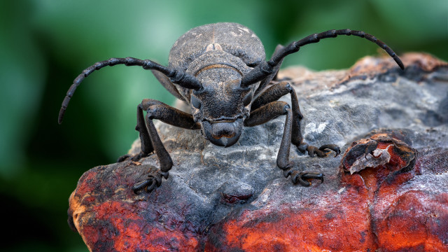 Long legged bug rock green free wallpaper - medium preview image