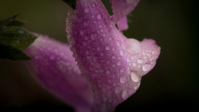 Pink flower water droplets macro #37 free wallpaper - medium preview image