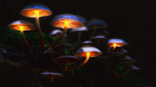 Glowing mushrooms dark forest bioluminescent free wallpaper - medium preview image