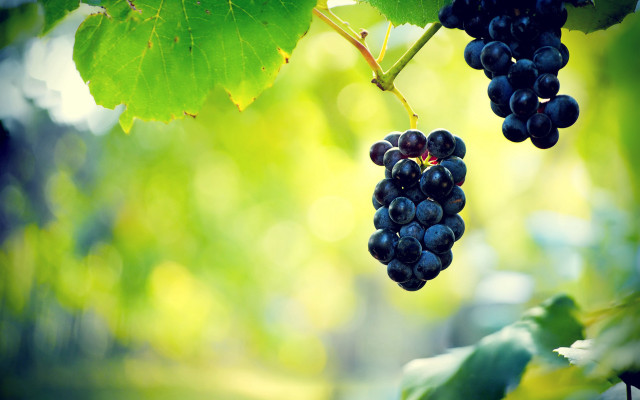 Grapes vineyard blurry background nature free wallpaper - medium preview image