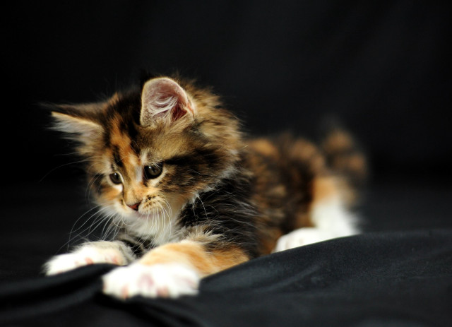 Kitten curious black surface cute free wallpaper - medium preview image