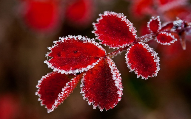 Frosted spider lily red moon free wallpaper - medium preview image