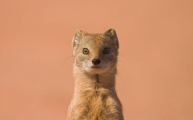Small animal portrait pink background #2 free wallpaper - medium preview image