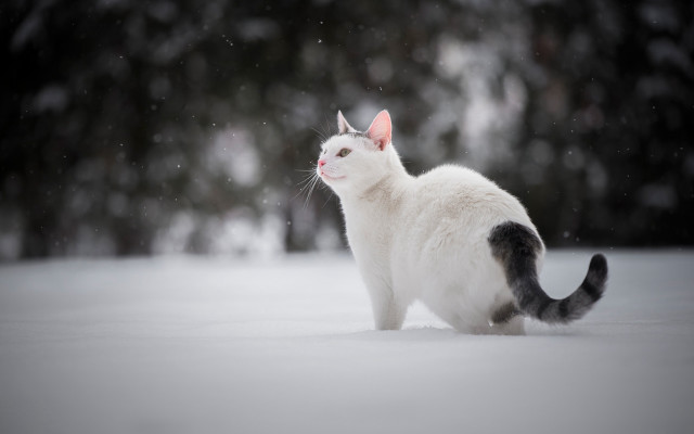 White cat snow winter night #2 free wallpaper - medium preview image