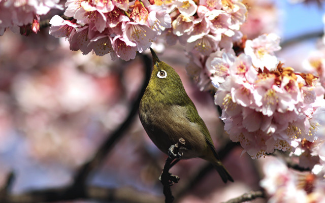 Bird branch cherry blossoms pink free wallpaper - medium preview image