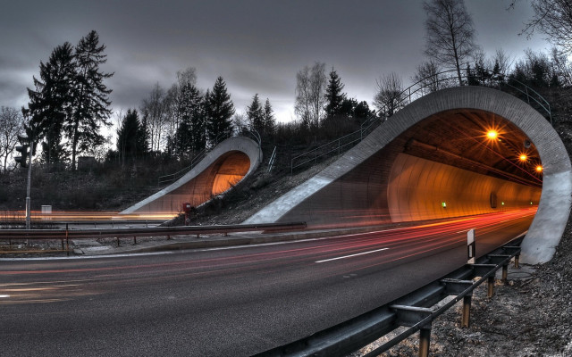 Long exposure tunnel night forest free wallpaper - medium preview image