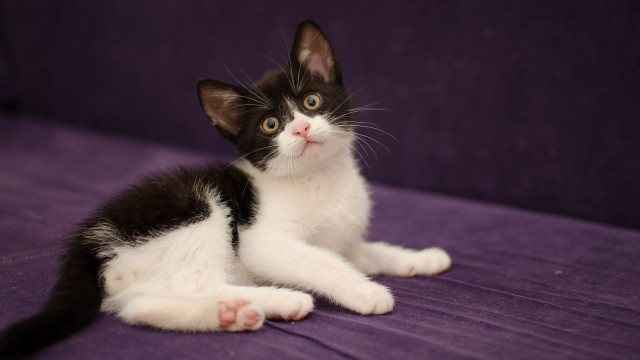 Black white kitten purple couch free wallpaper - medium preview image