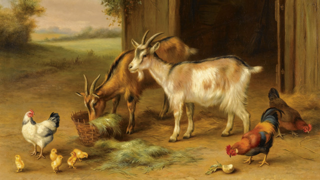 Barnyard goat chickens hay basket free wallpaper - medium preview image