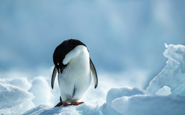 Penguin snow icebergs mountains ocean free wallpaper - medium preview image
