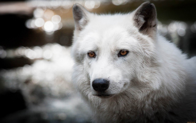 White wolf brown eyes portrait free wallpaper - medium preview image