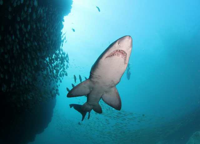 Large shark ocean fish bubble #2 free wallpaper - medium preview image