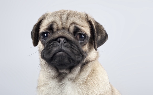 Sad pug looking camera white free wallpaper - medium preview image