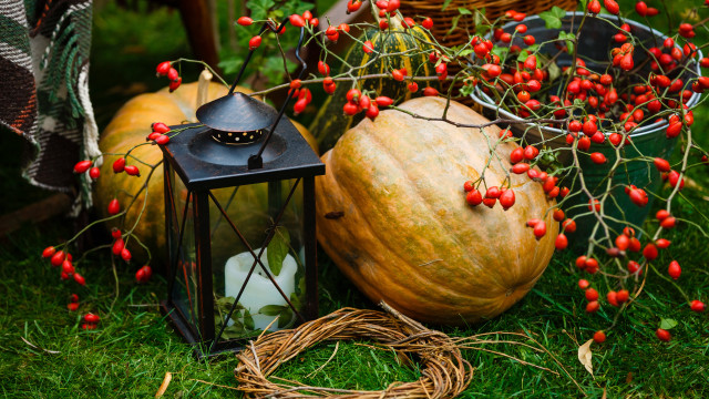 Lantern pumpkin grass berries basket free wallpaper - medium preview image