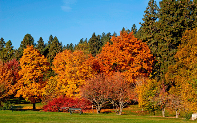 Park bench trees autumn leaves free wallpaper - medium preview image