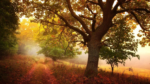 Tree path fog sunbeam autumn free wallpaper - medium preview image