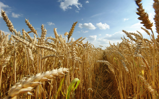 Wheat field tire blue sky free wallpaper - medium preview image