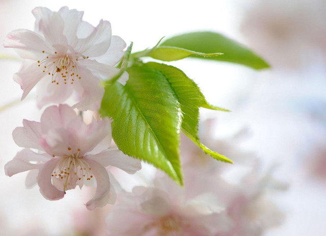 Flower lily leaf branch macro free wallpaper - medium preview image
