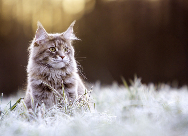 Cat grass serious eyes winter free wallpaper - medium preview image