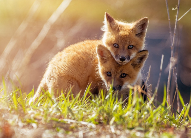 Two foxes grass naturalism animal free wallpaper - medium preview image