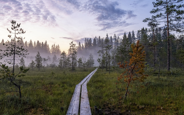 Wooden path foggy field nature free wallpaper - medium preview image