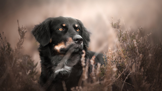 Dog field tallgrass blurry portrait free wallpaper - medium preview image