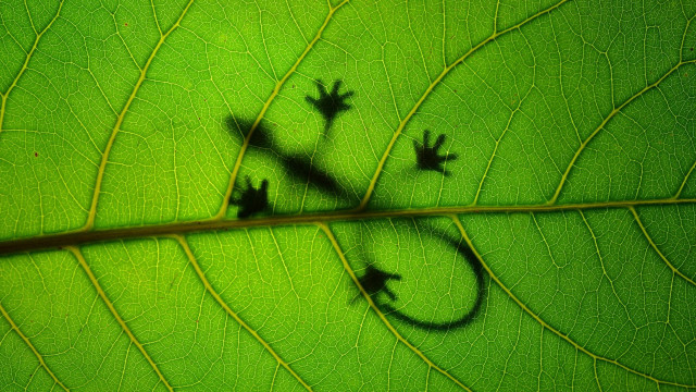 Lizard greenleaf shadow macro nature free wallpaper - medium preview image