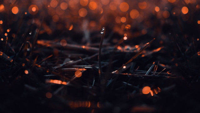 Blurry grass lights bokeh city free wallpaper - medium preview image