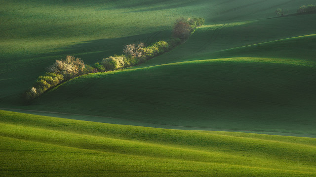 Green field trees bushes nature free wallpaper - medium preview image
