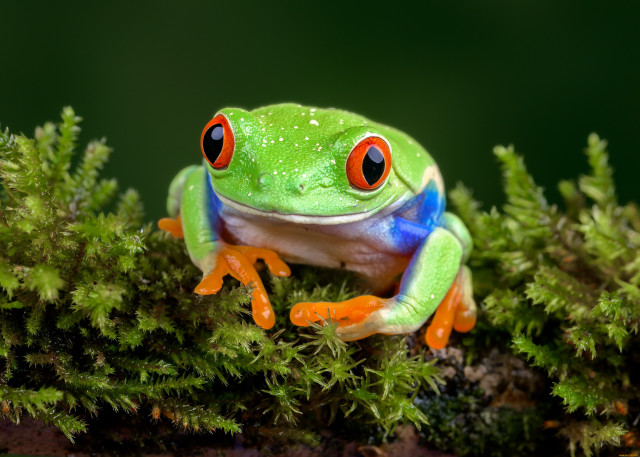 Frog red eyes mossy branch free wallpaper - medium preview image