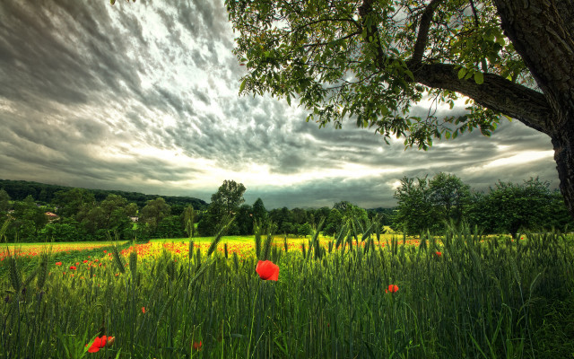 Field tree flowers clouds landscape free wallpaper - medium preview image