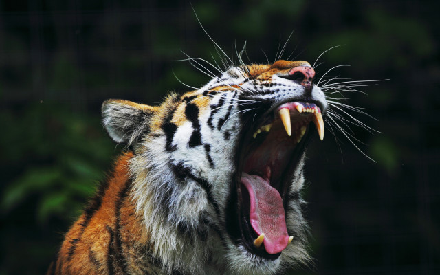 Tiger open mouth teeth blurry free wallpaper - medium preview image