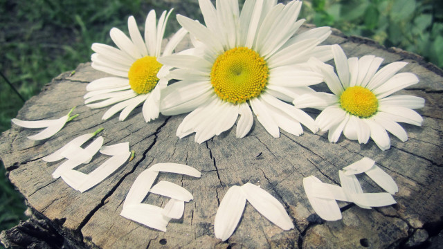 Tree stump flowers begin ecological free wallpaper - medium preview image