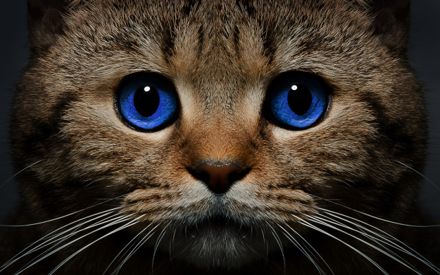 Blue eyes cat closeup photorealism #2 free wallpaper - medium preview image