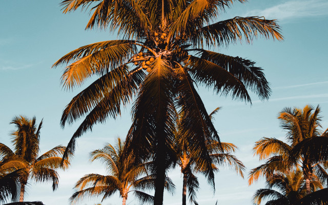 Palm tree blue sky clouds #3 free wallpaper for desktop - medium preview image