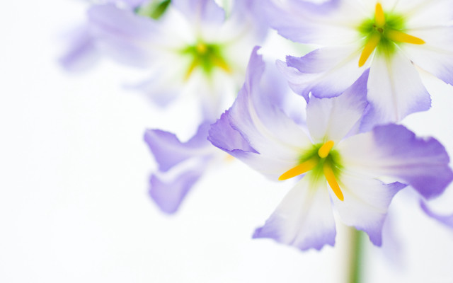 Daisy white flower yellow center free wallpaper - medium preview image