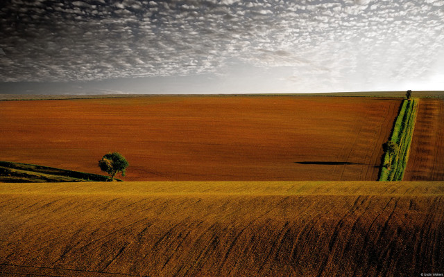 Lone tree wheat field cloudy free wallpaper - medium preview image