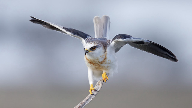 Bird wingspread jigsaw wildlife photography free wallpaper - medium preview image