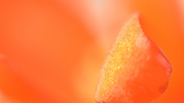 Yellow green flower macro solo free wallpaper - medium preview image