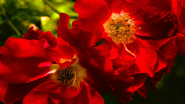 Red roses spider lily macro free wallpaper - medium preview image