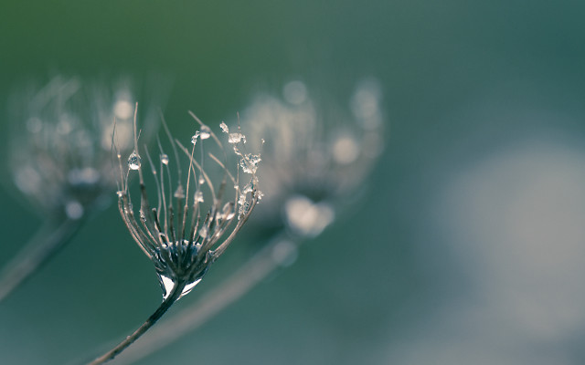 Dandelion water droplets sunlight macro free wallpaper - medium preview image