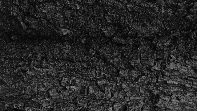 Black white tree bark texture free wallpaper - medium preview image