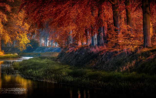 River trees red leaves matte free wallpaper - medium preview image