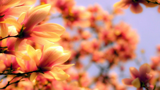 Tree pink flowers blue sky #6 free wallpaper - medium preview image