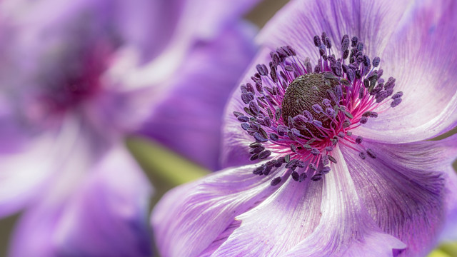 Purple flower macro blurry depth free wallpaper - medium preview image