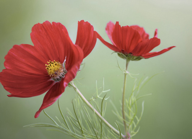 Red flower bee macro green free wallpaper - medium preview image