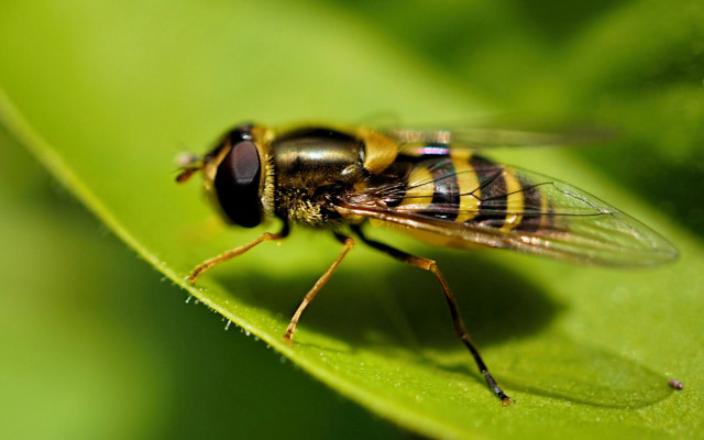 Fly leaf green sunny macro free wallpaper - medium preview image