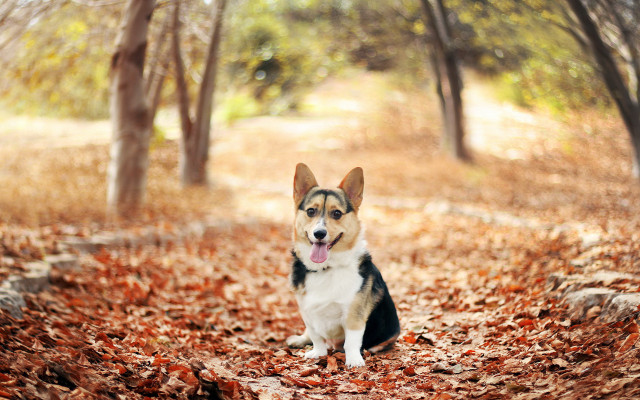 Dog leaves wooded autumn burn free wallpaper - medium preview image
