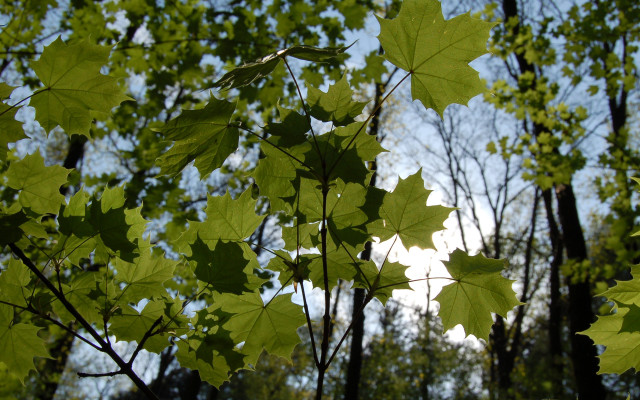 Tree leaves sky clouds fence free wallpaper - medium preview image