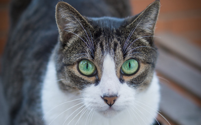 Black cat green eyes serious #4 free wallpaper - medium preview image