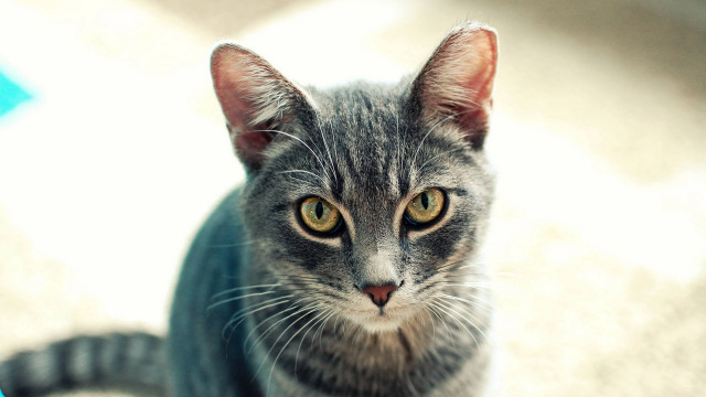 Cat looking up symmetrical eyes free wallpaper - medium preview image